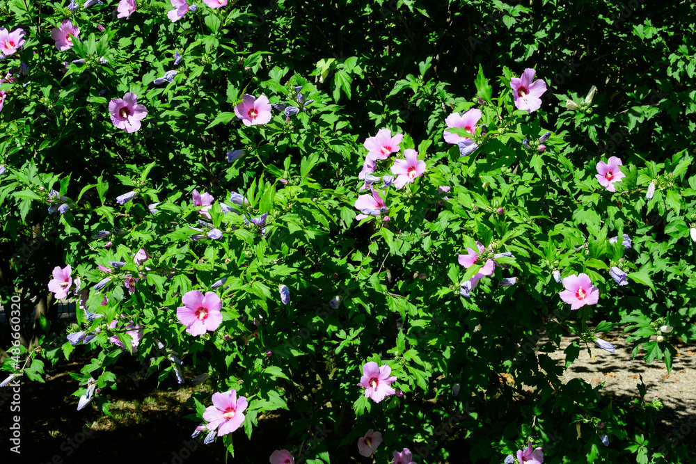 Pink magenta flowers of hibiscus syriacus plant, commonly known as Korean rose, rose of Sharon, Syrian ketmia, shrub althea or rose mallow, in a garden in a sunny summer day