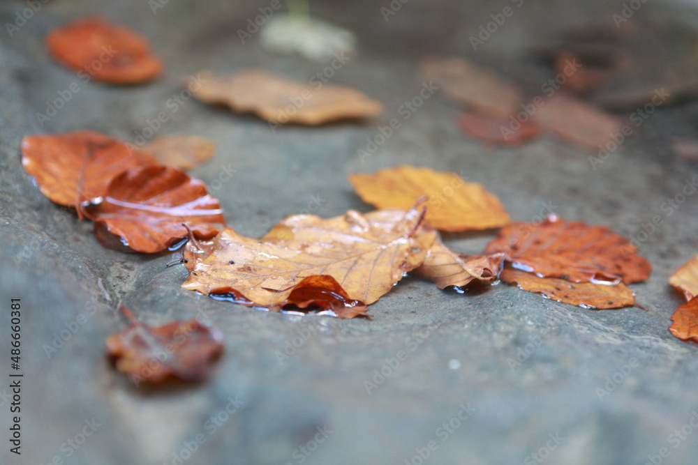 leaf on the ground leaf on the ground