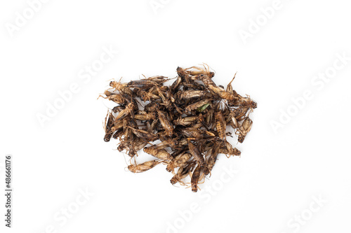 Fried insects Acheta domestica isolated on white background. photo