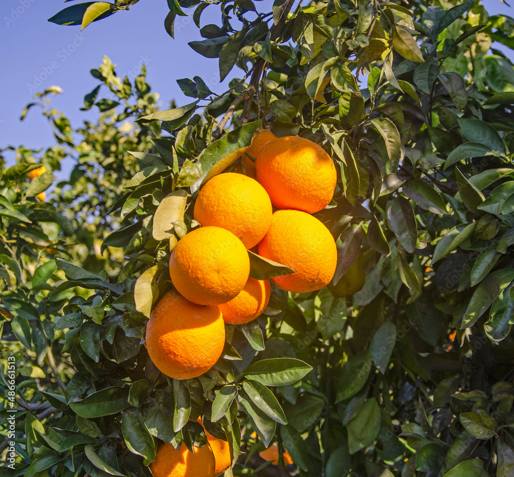 Close up of ripe oranges on branch