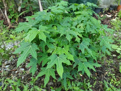 closeup of chaya or  Cnidoscolus chayamansa in family Euphorbiaceae 