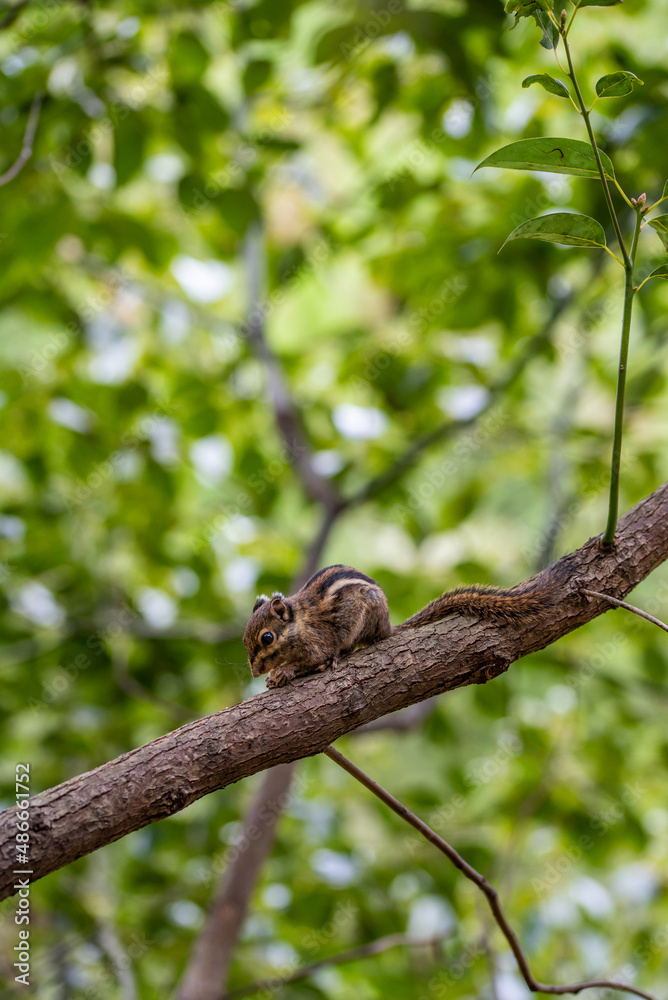 A small squirrel chipmunk eating a nut on a tree A small squirrel chipmunk eating a nut on a tree