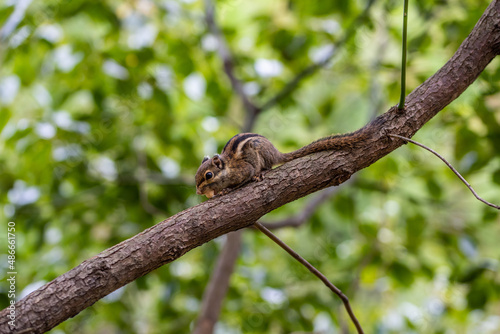 A small squirrel chipmunk eating a nut on a tree