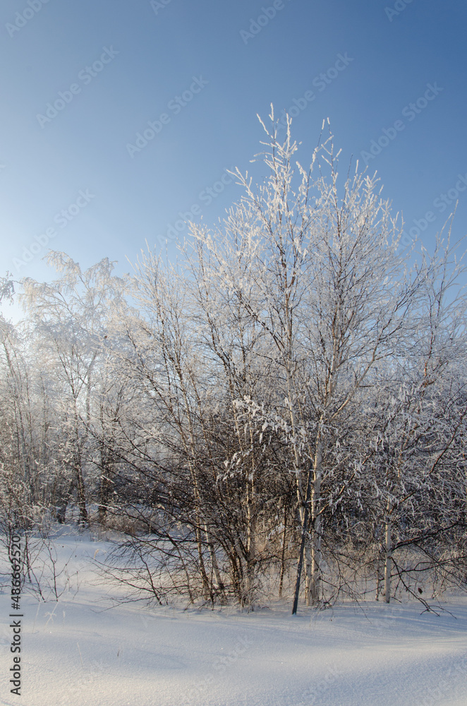 Beautiful winter landscape. Birch trees in the frost and clear snow.