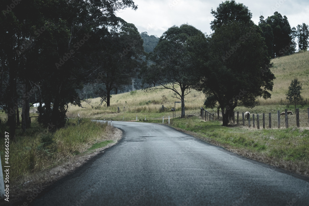 Fototapeta premium road in the woods
