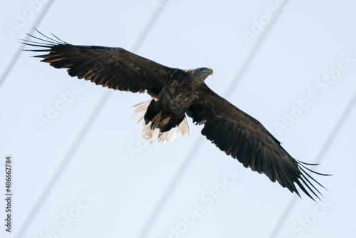 eagle