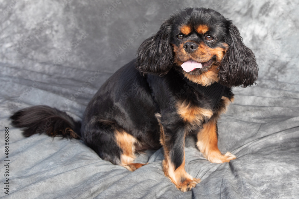 Cavalier King Charles Spaniel sits on floor with grey background Cavalier King Charles Spaniel sits on floor with grey background