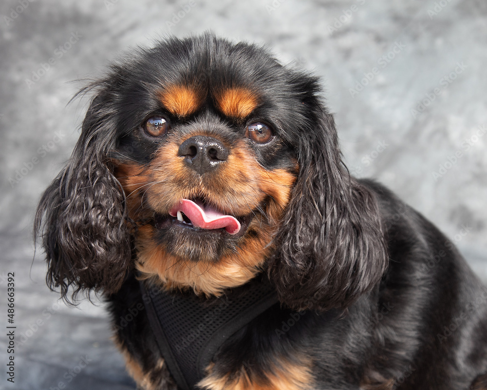 Cavalier King Charles Spaniel sits on floor with grey background
