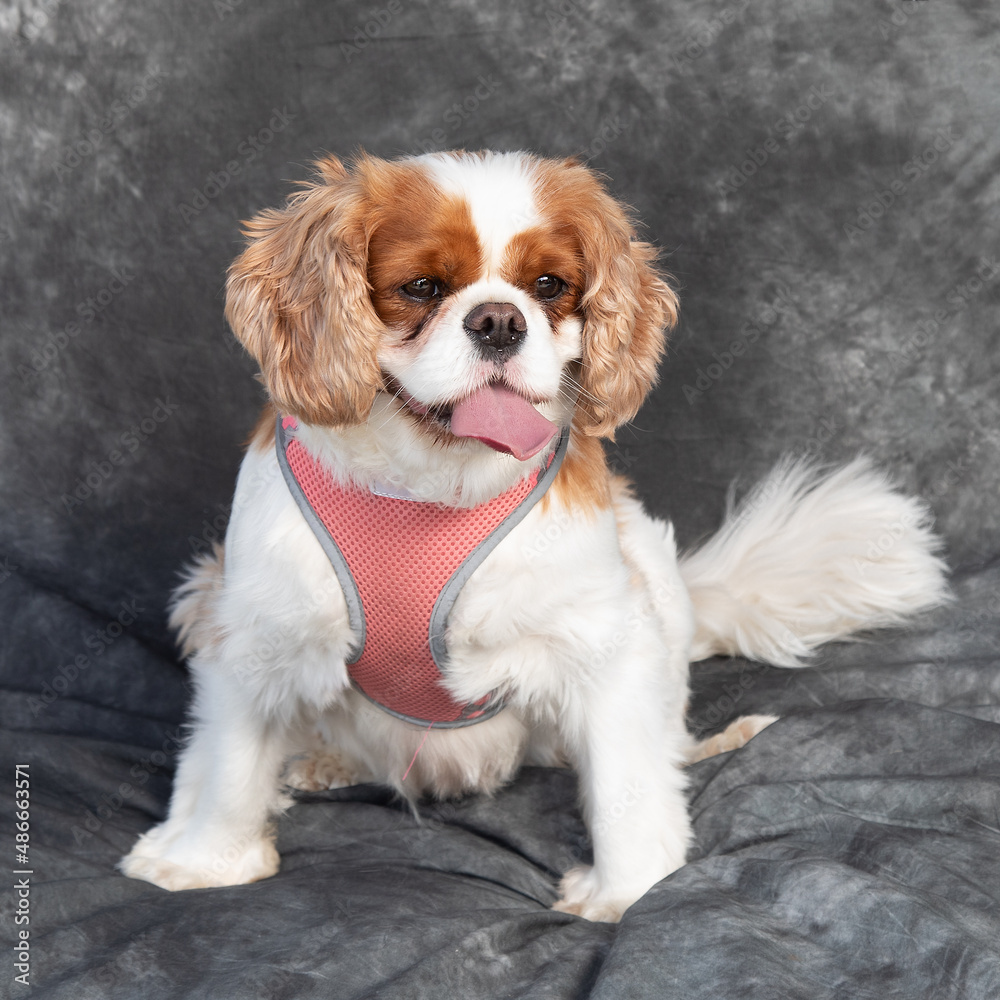 King Charles Spaniel sits on floor in a studio with grey background King Charles Spaniel sits on floor in a studio with grey background