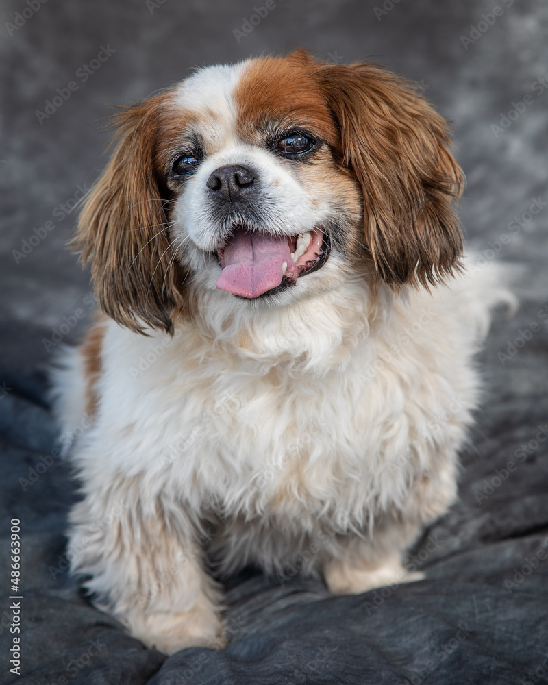 King Charles Spaniel sits on floor in a studio with grey background