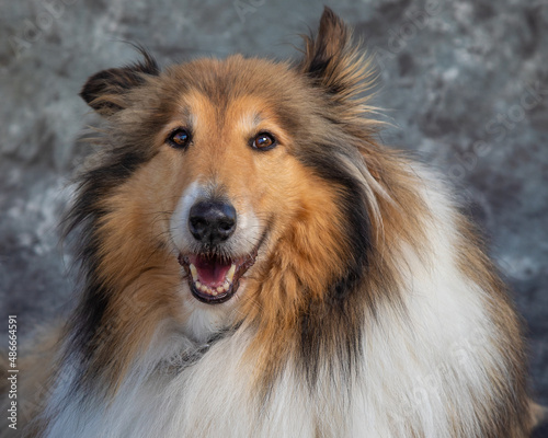 Rough Collie sits on floor in a studio with grey background
