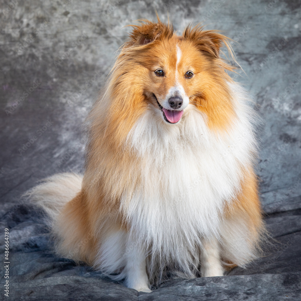 Shetland Sheep Dog sits on floor in a studio with grey background Shetland Sheep Dog sits on floor in a studio with grey background