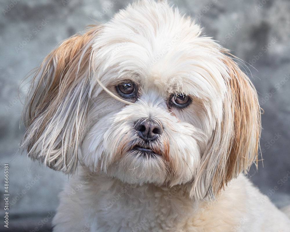 Maltese Terrier sits on floor with grey background Maltese Terrier sits on floor with grey background
