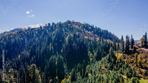 Log Green Treen on the Mountains of Pakistan .  © KAS