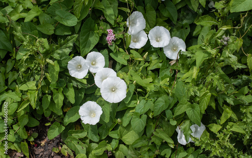 the white blossoms of a hedge bindweed photo