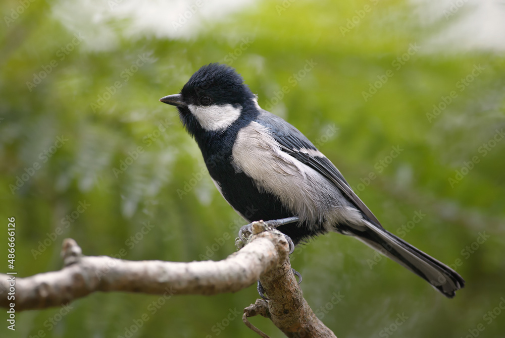 Obraz premium Great Tit - Parus major, common tit from Asian gardens and forests, Sri Lanka.
