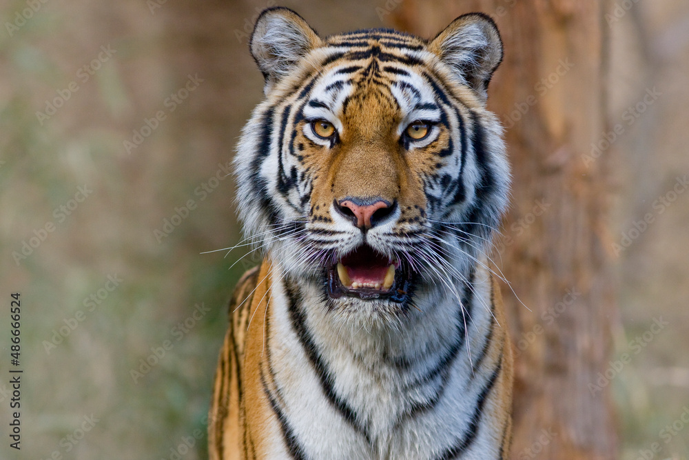 Fototapeta premium トラ 寅 トラの表情 虎のポートレート 虎