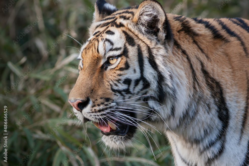 Fototapeta premium トラ 寅 トラの表情 虎のポートレート 虎