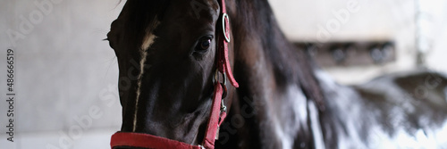 Obraz na plátně Young black horse stands in stable in halter closeup