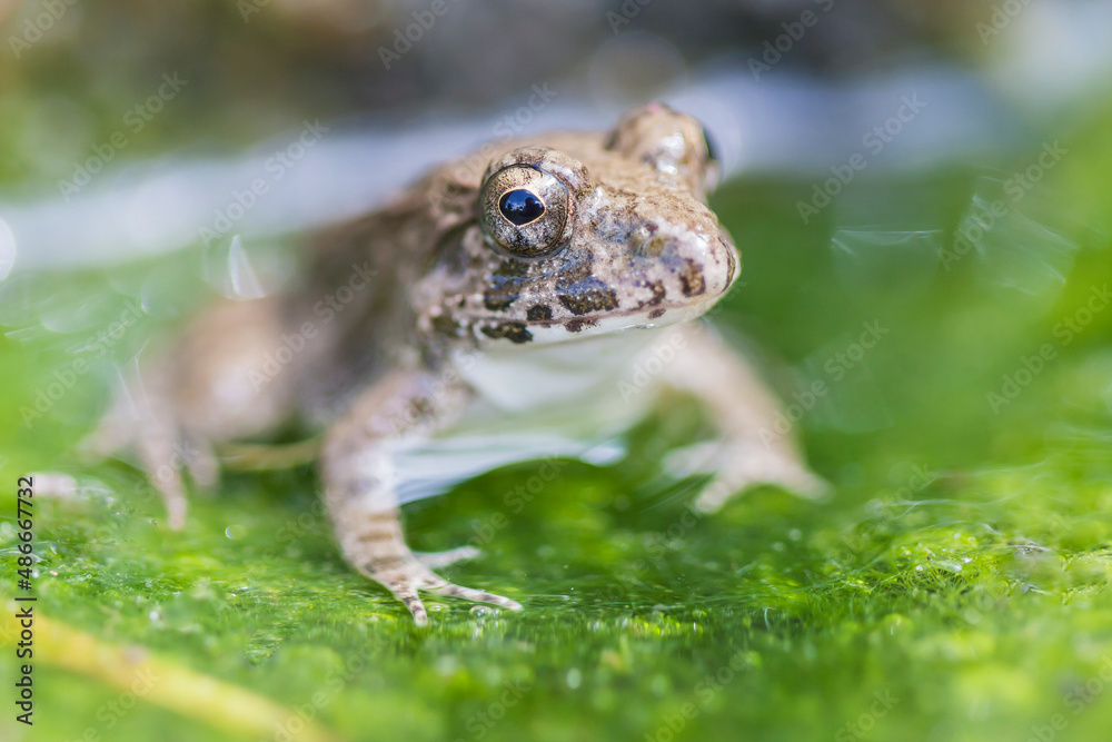 水辺のカエル　土蛙　カエル　蛙　