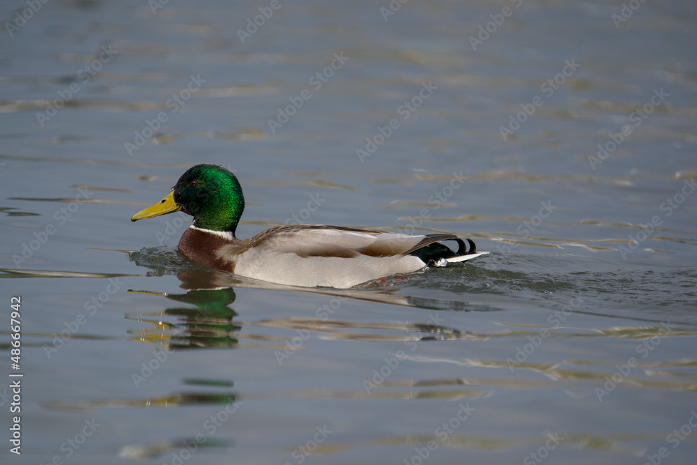 Fototapeta premium Male Mallard (Anas platyrhynchos) swimming by the sea
