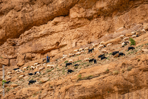 rebaño de ovejas en los riscos, Gargantas del Todgha, Alto Atlas, Marruecos, Africa photo