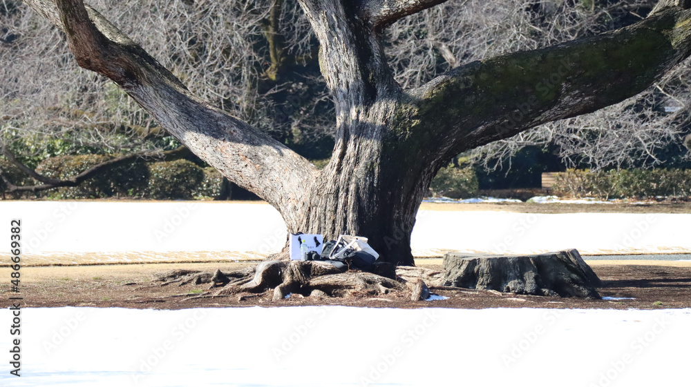 Fototapeta premium 雪化粧した公園の写真