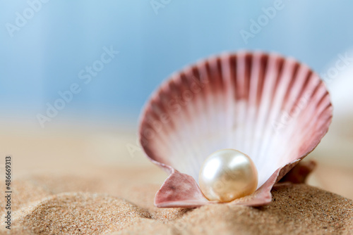 Shell with a pearl closeup