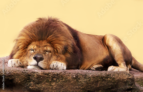 African lion sleeping on a flat stone
