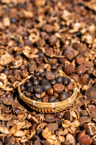 Camellia seeds harvested in autumn