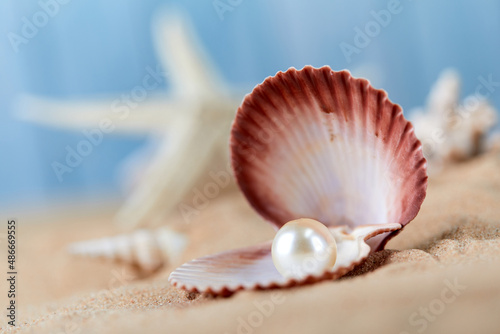 Shell with a pearl closeup