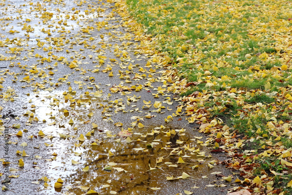 Obraz premium イチョウの落ち葉