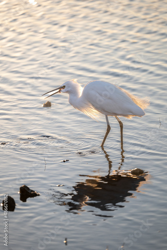 egret with legs in water
