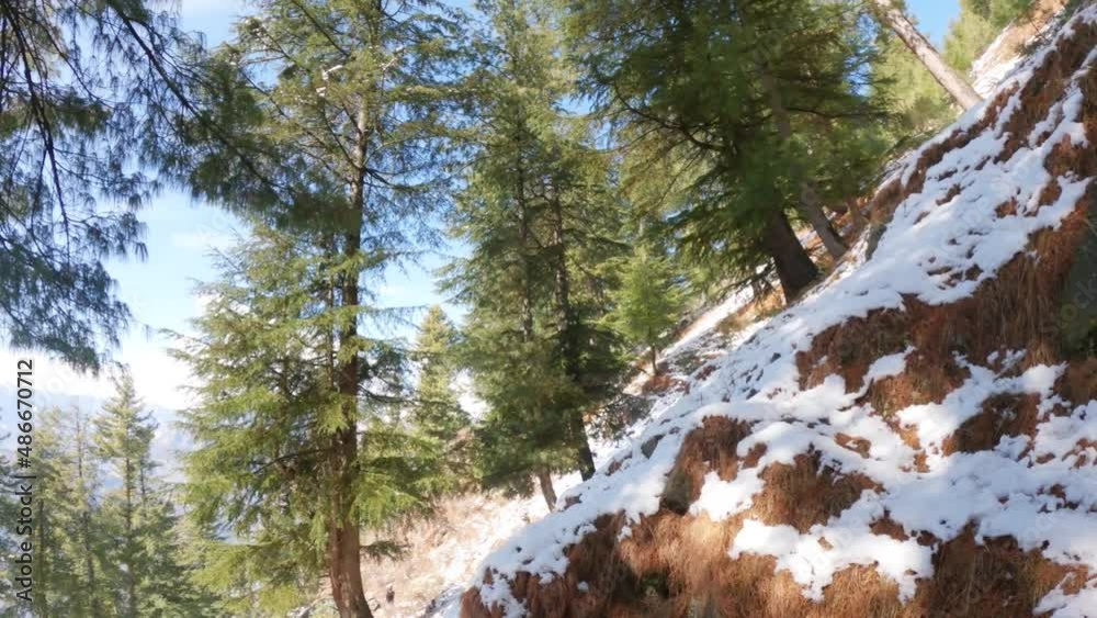 Pine Trees besides the pathway covered by snow during the winter as seen during the trek to Bijli Mahadev Temple at Kullu in Himachal Pradesh, India Pine Trees besides the pathway covered by snow during the winter as seen during the trek to Bijli Mahadev Temple at Kullu in Himachal Pradesh, India