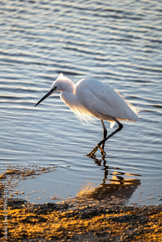 egret with legs in water