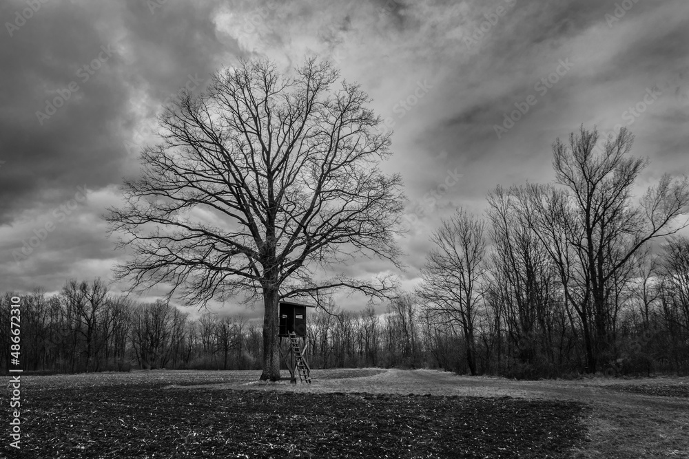 Naklejka premium Bare Tree and Perch or High Seat on a Field in a Winter Landscape in the Mostviertel Region of Austria