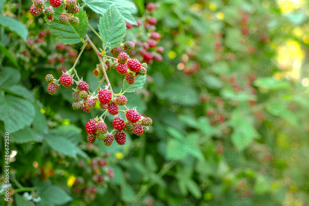 Obraz premium raspberry bushes in the garden
