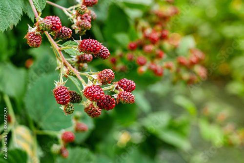 raspberry bushes in the garden