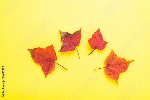 red maple leaf on yellow background