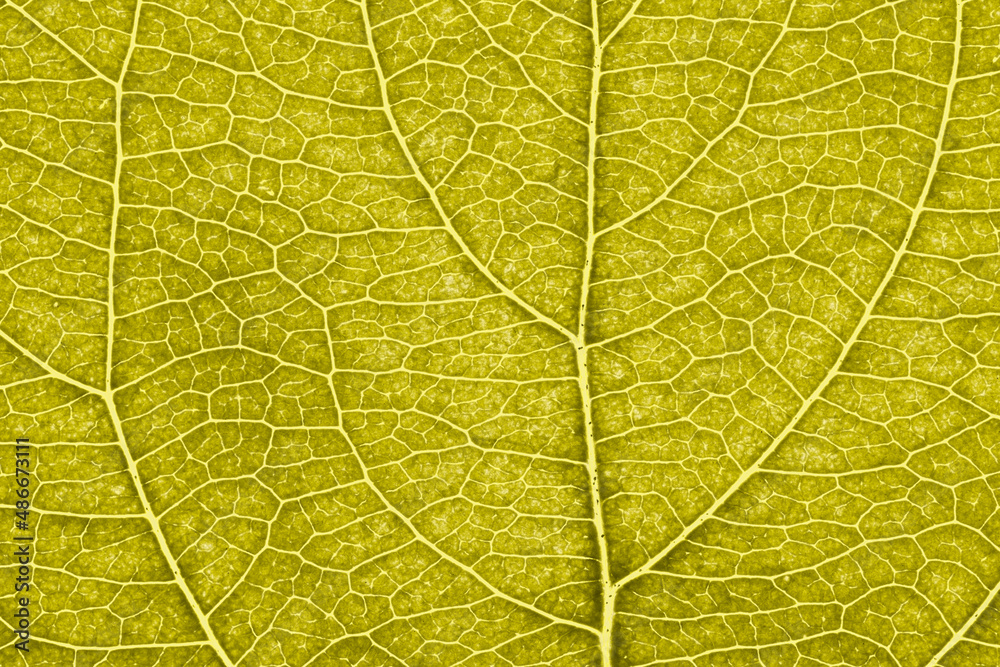 Obraz premium Leaf of fruit tree close up. Vivid yellow mosaic pattern of veins and plant cells. Abstract tinted background or wallpaper. Macro