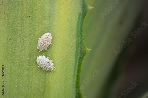 Mealy bugs on plant leaf. These bugs are important pest of many agricultural and ornamental plants which suck cell sap from plants and act as a vector for several plant diseases. photo