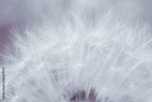 Dandelion head with seeds close up. Light summer floral background. Airy and fluffy wallpaper. Tinted backdrop. Dandelion parachutes wallpaper. Macro