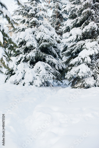 Spruce branches covered with snow in winter forest. Snow winter nature background on cold weather. Tree covered with snow close up. Fir tree branches under snow in winter park or forest
