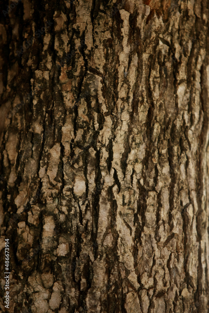 Wooden Bark in the garden , Close up Texture Wooden Bark in the garden , Close up Texture