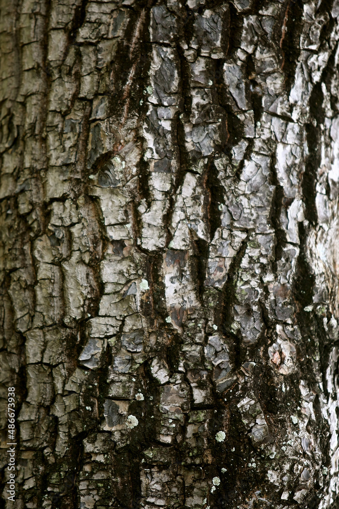 Wooden Bark in the garden , Close up Texture