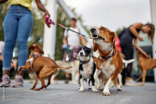 Canvas Print Close up shot of a group of dogs at the walk