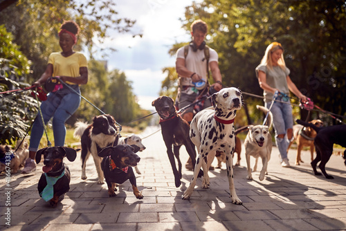 Photography Close up of a group of dogs in the park led by dog walkers