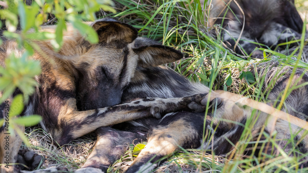 Fototapeta premium African wild dog sleeping on top of a wild dog