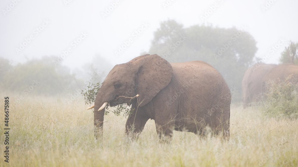 African elephant in dense mist
