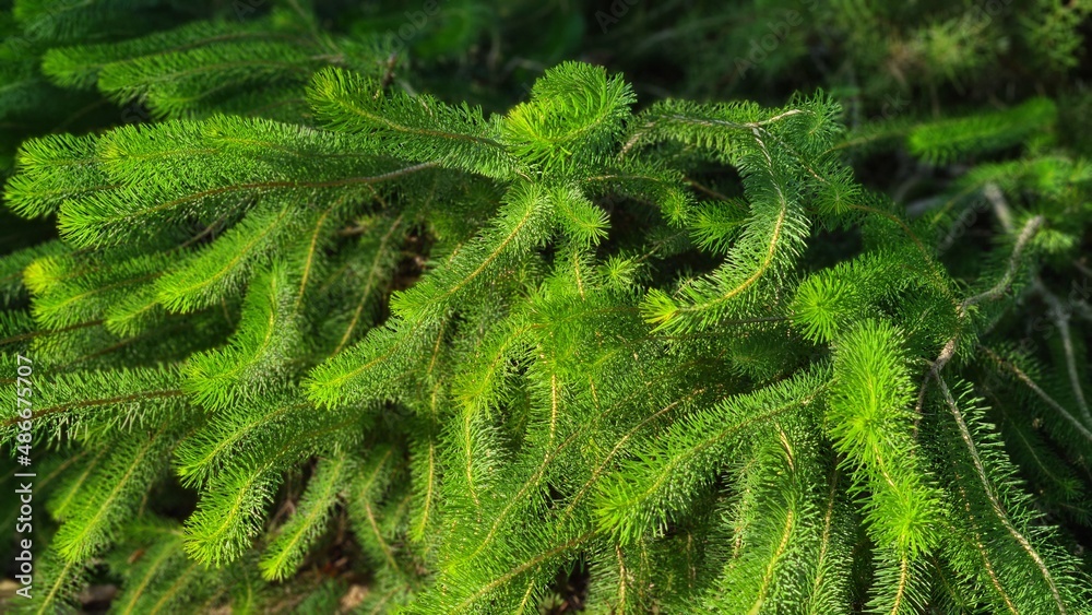 plant plant